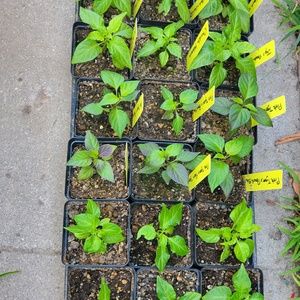 Meet your Posher, Paul